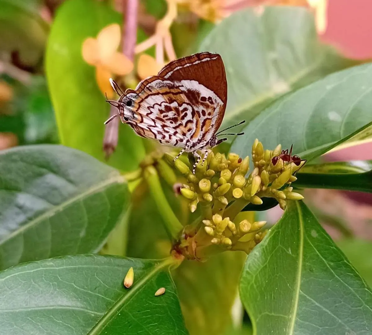 Hotel Ayurveda Spring Of Life Piliyandala Sri Lanka